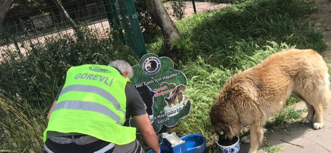 SOKAK CANLARI KARTAL BELEDİYESİ'NE EMANET