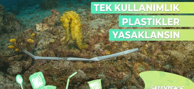 KARTAL BELEDİYESİ GREENPEACE’İN KAMPANYASINA DESTEK VERDİ