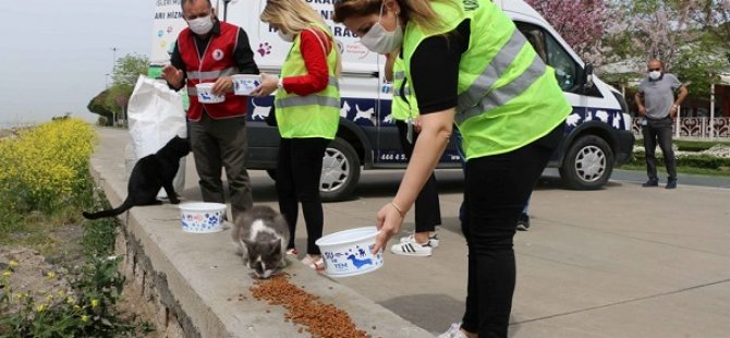 KARTAL BELEDİYESİ TAM KAPANMA SÜRECİNDE SOKAK HAYVANLARININ YANINDA