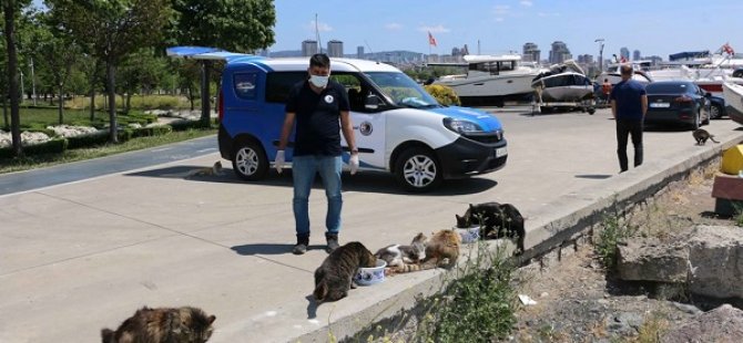 TAM KAPANMADA SOKAK CANLARI KARTAL BELEDİYESİ'NE EMANET