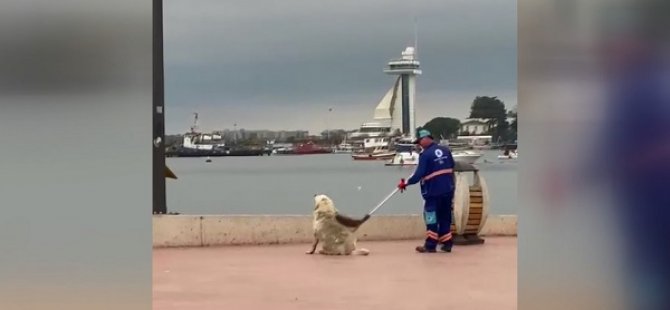 TUZLA'DA SOKAK KÖPEĞİ TEMİZLİK GÖREVLİLERİNE  KENDİNİ KAŞITTI