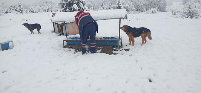 PENDİK BELEDİYESİ SOKAK HAYVANLARI İÇİN SEFERBER OLDU