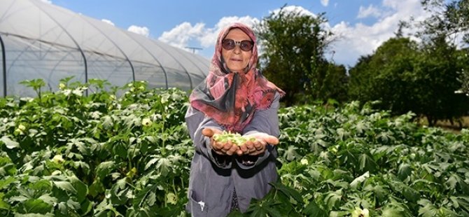 TUZLA'DA 65 YAŞ ÜSTÜ VATANDAŞLARIN ELLERİYLE EKTİKLERİ MAHSÜLLER HASAT VERDİ