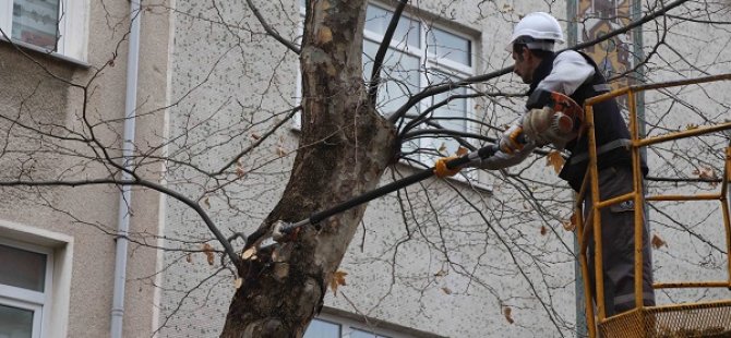 KARTAL'DA BAHARA HAZIRLIK BİNLERCE AĞAÇ BUDANDI