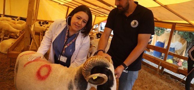 KARTAL'DA KURBANLIK HAYVANLAR SAĞLIK KONTROLÜNDEN GEÇİYOR