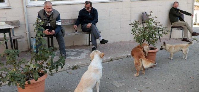 SOKAK HAYVANLARININ UYUTULMASINA YÖNELİK DÜZENLEMEYE KAMUOYUNDAN BÜYÜK TEPKİ