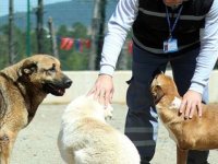 BAŞKAN EREN ALİ BİNGÖL'DEN HAYVAN YASASINA İLİŞKİN AÇIKLAMA'';BU VEBALİ ALMAYACAĞIZ''